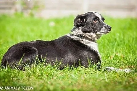 OTOZ Animals - Sonia - nieduża, urocza suczka czek