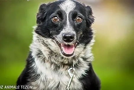 OTOZ Animals - Sonia - nieduża, urocza suczka czek