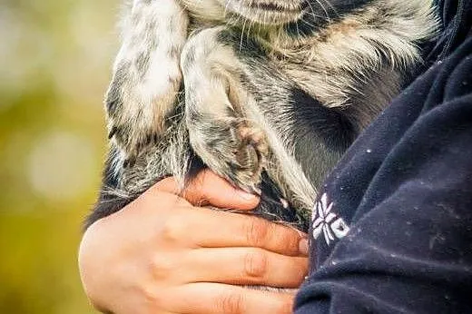 OTOZ Animals - Sonia - nieduża, urocza suczka czek