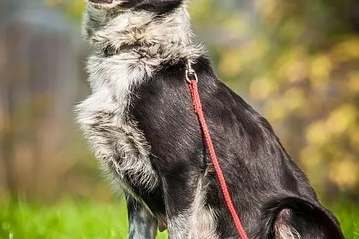 OTOZ Animals - Sonia - nieduża, urocza suczka czek
