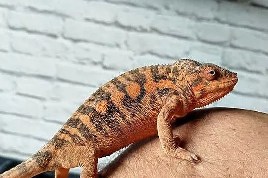 Kameleon lamparci ambilobe jaszczurka madagaskar