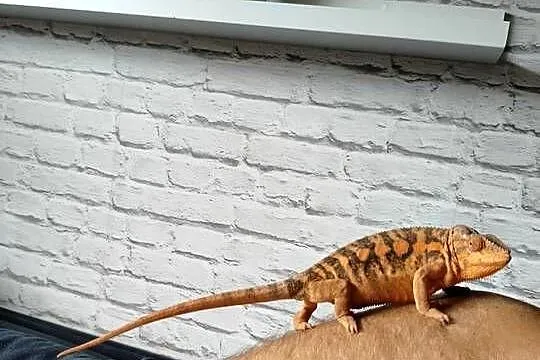 Kameleon lamparci ambilobe jaszczurka madagaskar, Śląskie, Częstochowa