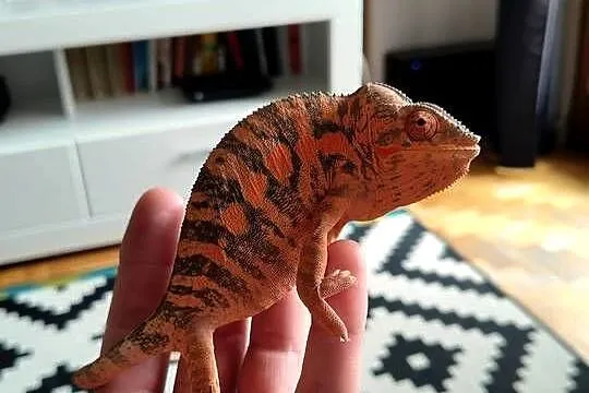 Kameleon lamparci ambilobe jaszczurka madagaskar, Śląskie, Częstochowa