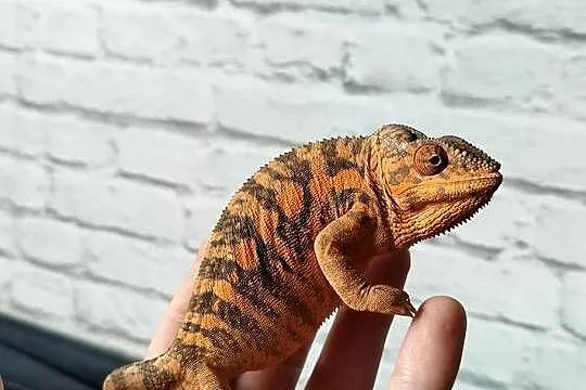 Kameleon lamparci ambilobe jaszczurka madagaskar, Śląskie, Częstochowa
