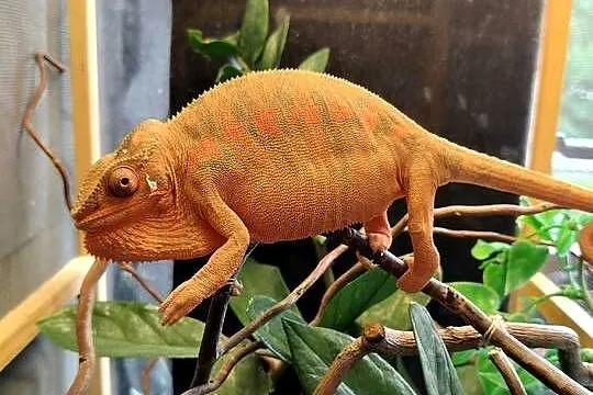 Kameleon lamparci ambilobe jaszczurka madagaskar, Śląskie, Częstochowa