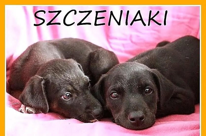 Szczeniaki docelowo średnie,piesek TIMON,suczka PU