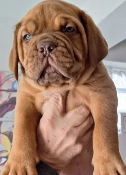 Dogue de Bordeaux piękne zarejestrowane szczenięta na sprzedaż, Mazowieckie, Warszawa