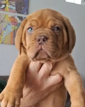Dogue de Bordeaux piękne zarejestrowane szczenięta na sprzedaż, Mazowieckie, Warszawa