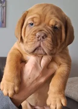 Dogue de Bordeaux piękne zarejestrowane szczenięta na sprzedaż, Mazowieckie, Warszawa