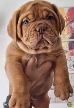 Dogue de Bordeaux piękne zarejestrowane szczenięta na sprzedaż, Mazowieckie, Warszawa