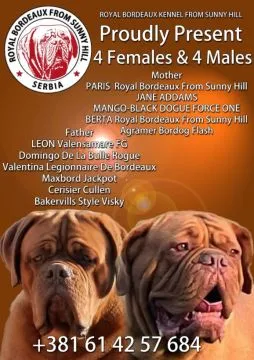 Dogue de Bordeaux piękne zarejestrowane szczenięta na sprzedaż, Mazowieckie, Warszawa