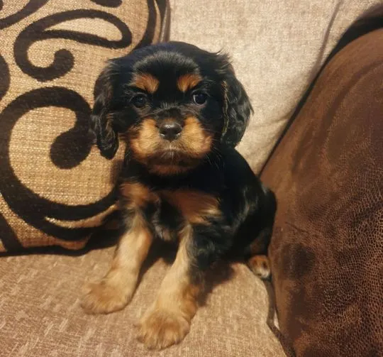 Cavalier King Charles Spaniel..WhatsApp +37065391730 lub e-mail Princebeasoh@gmail.com, , Branica