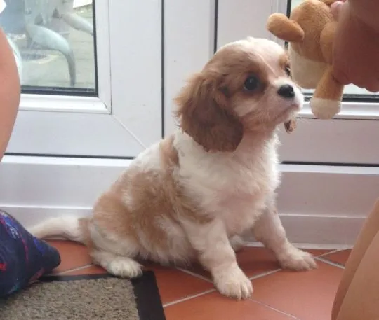 Cavalier King Charles Spaniel..WhatsApp +37065391730 lub e-mail Princebeasoh@gmail.com, , Branica