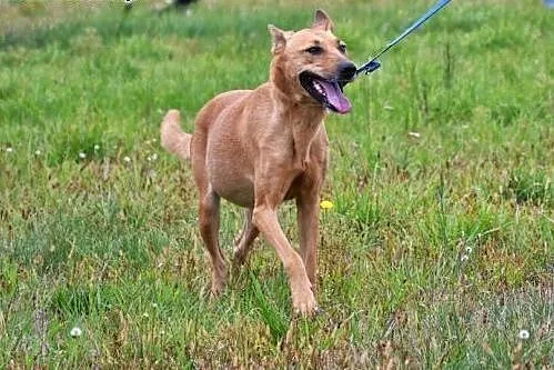 Masza kocha ludzi, czeka w schronisku na dobrego a