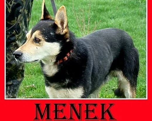 Owczarek niem. mix,spokojny,rodzinny,łagodny,grzec