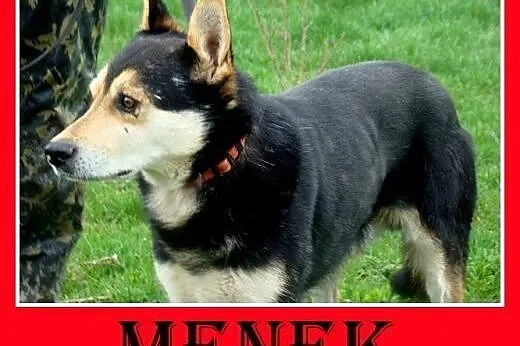 Owczarek niem. mix,spokojny,rodzinny,łagodny,grzec