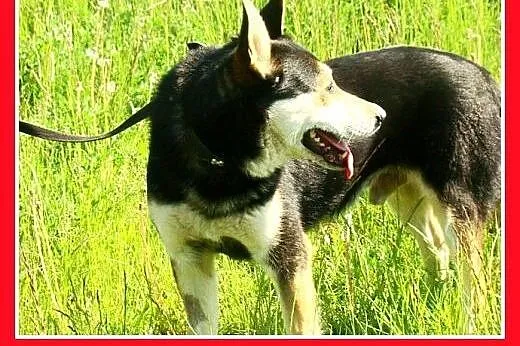 Owczarek niem. mix,spokojny,rodzinny,łagodny,grzec