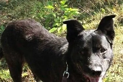 WILMA – super sunia wierna i z charakterem