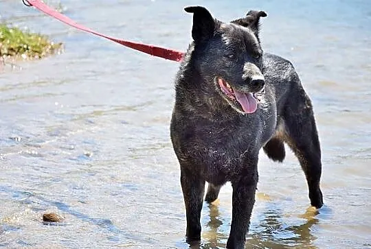 WILMA – super sunia wierna i z charakterem, , Grabce-Towarzystwo