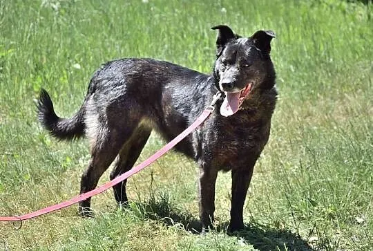 WILMA – super sunia wierna i z charakterem, , Grabce-Towarzystwo