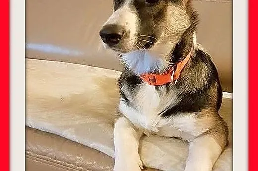 Z domu tymczas.6 mies. szczeniak,suczka średnia.ADOPCJA,  mazowieckie Warszawa