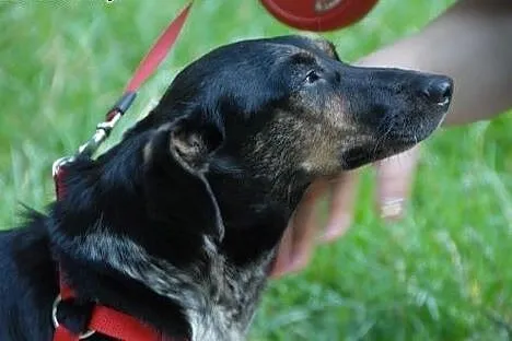 Cudowna Gosia czeka na dom,  lubuskie Gorzów Wielk