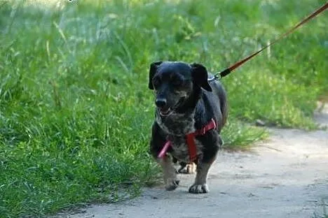 Cudowna Gosia czeka na dom,  lubuskie Gorzów Wielk