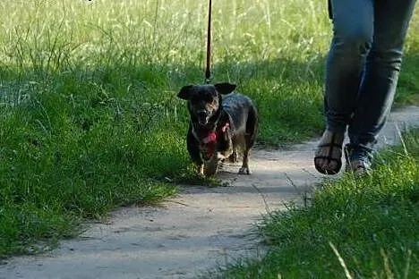 Cudowna Gosia czeka na dom,  lubuskie Gorzów Wielk