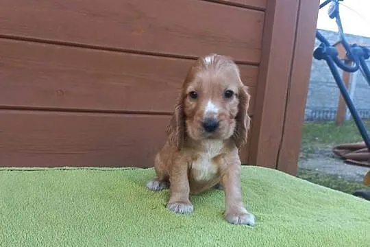 Cocker Spaniel Angielski Piesek