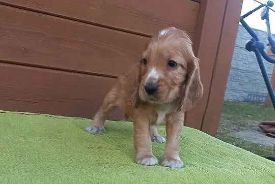 Cocker Spaniel Angielski Piesek, Wielkopolskie, Jutrosin
