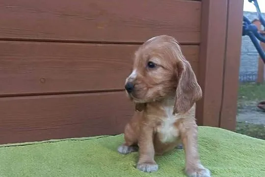 Cocker Spaniel Angielski Piesek, Wielkopolskie, Jutrosin