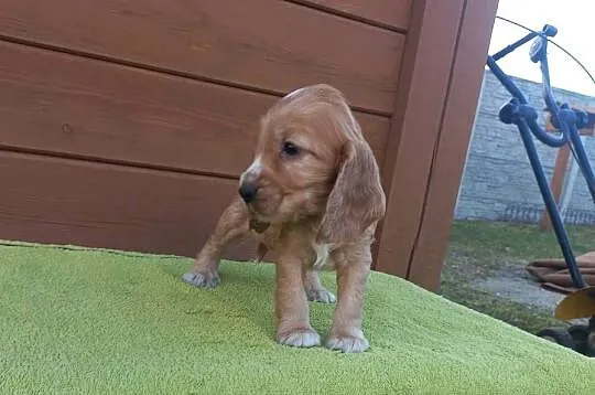 Cocker Spaniel Angielski Piesek, Wielkopolskie, Jutrosin