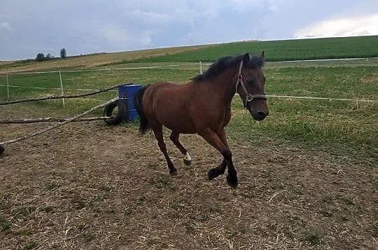 Dzierżawa kuca walijskiego Dejzi, , 