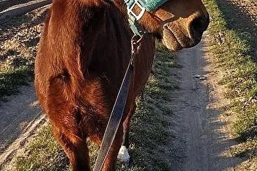Dzierżawa kuca walijskiego Dejzi, , 