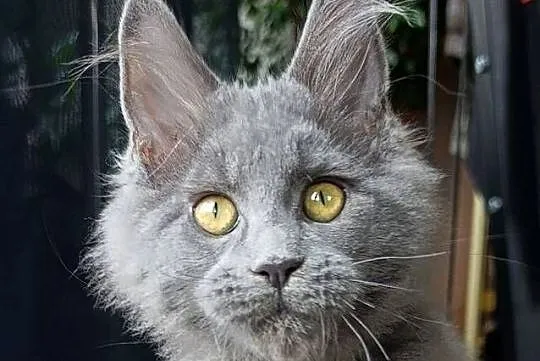 Niebieski Maine Coon - FPL