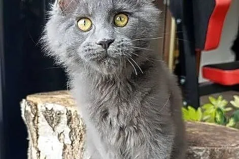 Niebieski Maine Coon - FPL, Pomorskie, Gdańsk