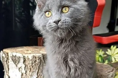 Niebieski Maine Coon - FPL, Pomorskie, Gdańsk