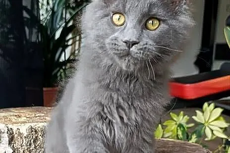 Niebieski Maine Coon - FPL, Pomorskie, Gdańsk