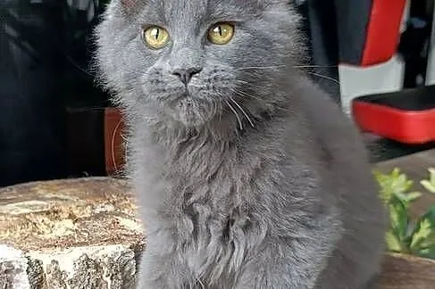 Niebieski Maine Coon - FPL, Pomorskie, Gdańsk