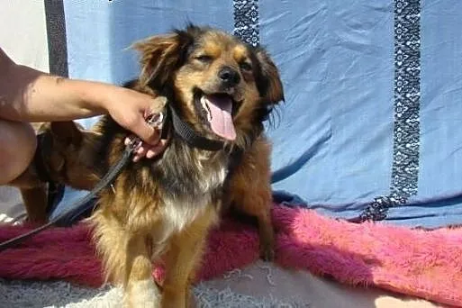 KULEK,kudłata kulka,pies przytulak,łagodny.ADOPCJA,  dolnośląskie Wrocław