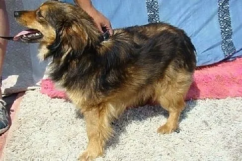 KULEK,kudłata kulka,pies przytulak,łagodny.ADOPCJA