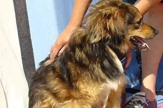 KULEK,kudłata kulka,pies przytulak,łagodny.ADOPCJA