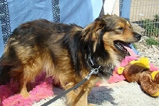 KULEK,kudłata kulka,pies przytulak,łagodny.ADOPCJA