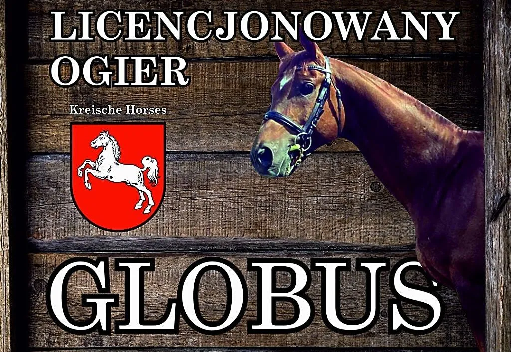 Stanówka ogierem GLOBUS, , Gołanice