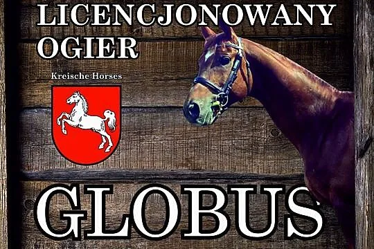 Stanówka ogierem GLOBUS, , Gołanice