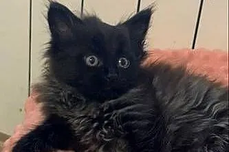 Maine coon czarny dymny