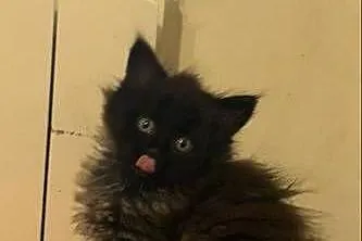 Maine coon czarny dymny, Kujawsko-pomorskie, Grudziądz