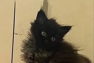 Maine coon czarny dymny, Kujawsko-pomorskie, Grudziądz