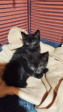 .Kocieta Maine Coon Mine coon. ..............email....{{legowikanna7@gmail.com}}, , Lubomin