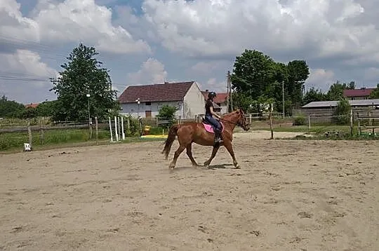 Wałach do dzierżawy Opole, , Komprachcice
